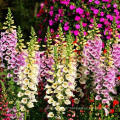 Asian garden indoesnisa Common Foxglove seeds flower seeds for growing